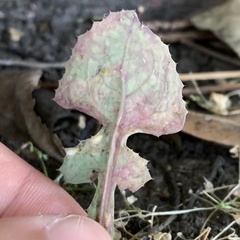 Phytomyza syngenesiae group