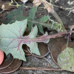 Phytomyza syngenesiae group