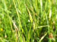 Bromus racemosus