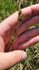 Carex hostiana