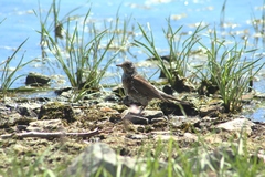 Turdus pilaris
