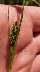 Carex hostiana