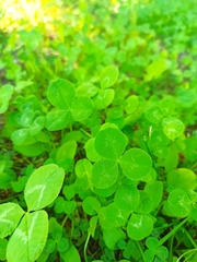 Trifolium repens