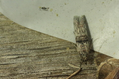 Trachonitis cristella