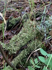 Cladonia pocillum