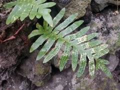 Polypodium macaronesicum azoricum