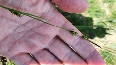 Carex hostiana