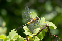 Leucorrhinia frigida