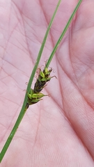Carex hostiana