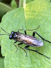 Macrophya militaris