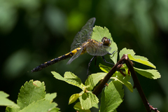 Leucorrhinia frigida