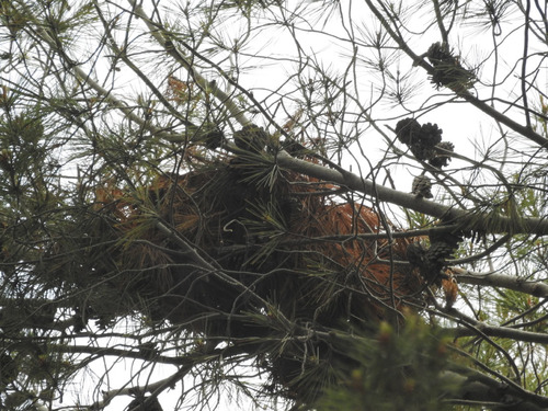 photo of Cooper's Hawk (Accipiter cooperii)