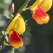 Cytisus scoparius - Photo (c) Don Loarie,  זכויות יוצרים חלקיות (CC BY), uploaded by Don Loarie