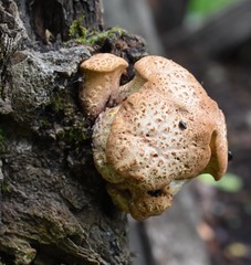 Cerioporus squamosus