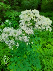 Thalictrum aquilegiifolium