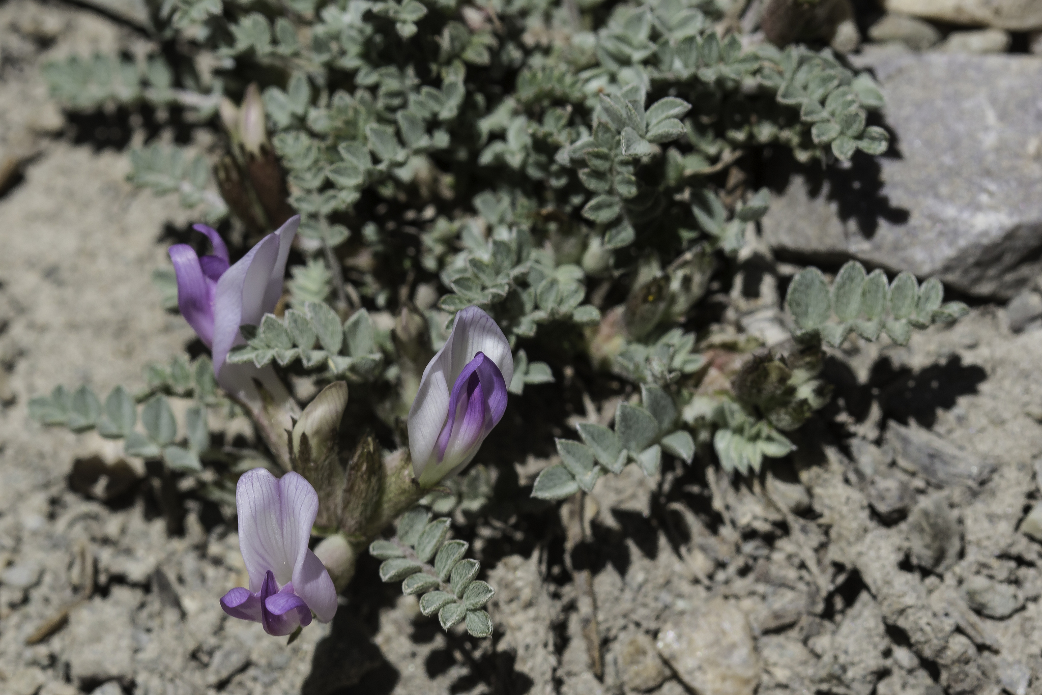 Astragalus piutensis