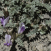Sevier Milkvetch - Photo no rights reserved, uploaded by Craig Martin