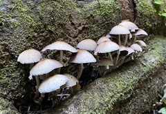 Candolleomyces tuberculatus