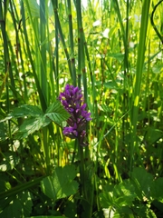 Dactylorhiza majalis