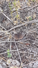 Erynnis icelus image