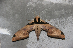 Adhemarius eurysthenes