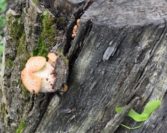 Cerioporus squamosus