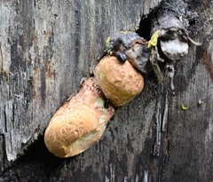 Cerioporus squamosus