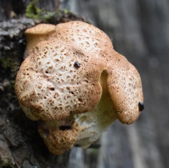 Cerioporus squamosus