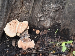 Cerioporus squamosus