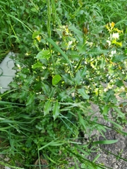 Ilex aquifolium