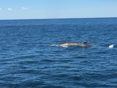 Balaenoptera physalus