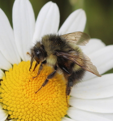 Bombus sitkensis