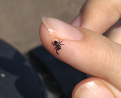 Sibianor aurocinctus