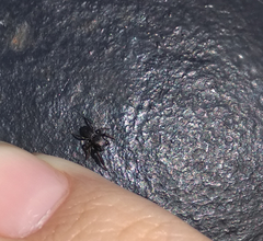 Sibianor aurocinctus