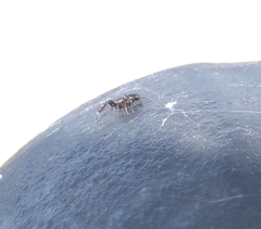 Sibianor aurocinctus