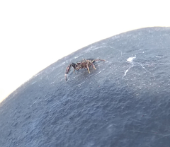 Sibianor aurocinctus