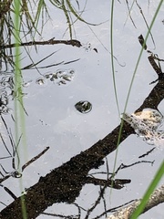 Lithobates pipiens