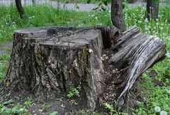 Cerioporus squamosus