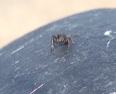 Sibianor aurocinctus