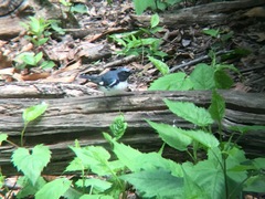 Setophaga caerulescens