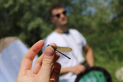 Calopteryx splendens