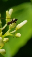 Molorchus umbellatarum
