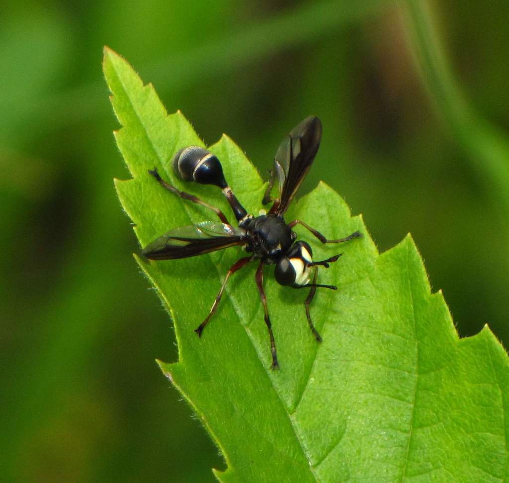 Physocephala furcillata