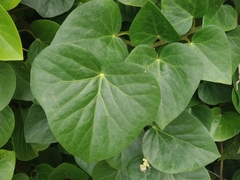 Hedera azorica