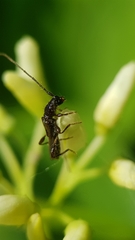 Molorchus umbellatarum