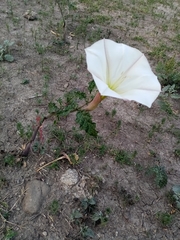 Datura ceratocaula