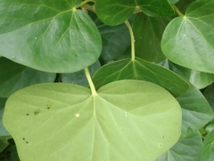 Hedera azorica