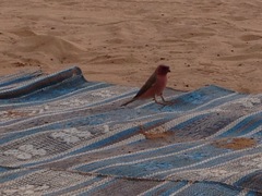 Carpodacus synoicus