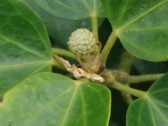 Hedera azorica