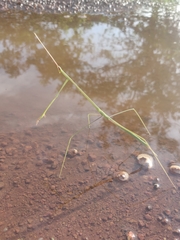 Schizocephala bicornis